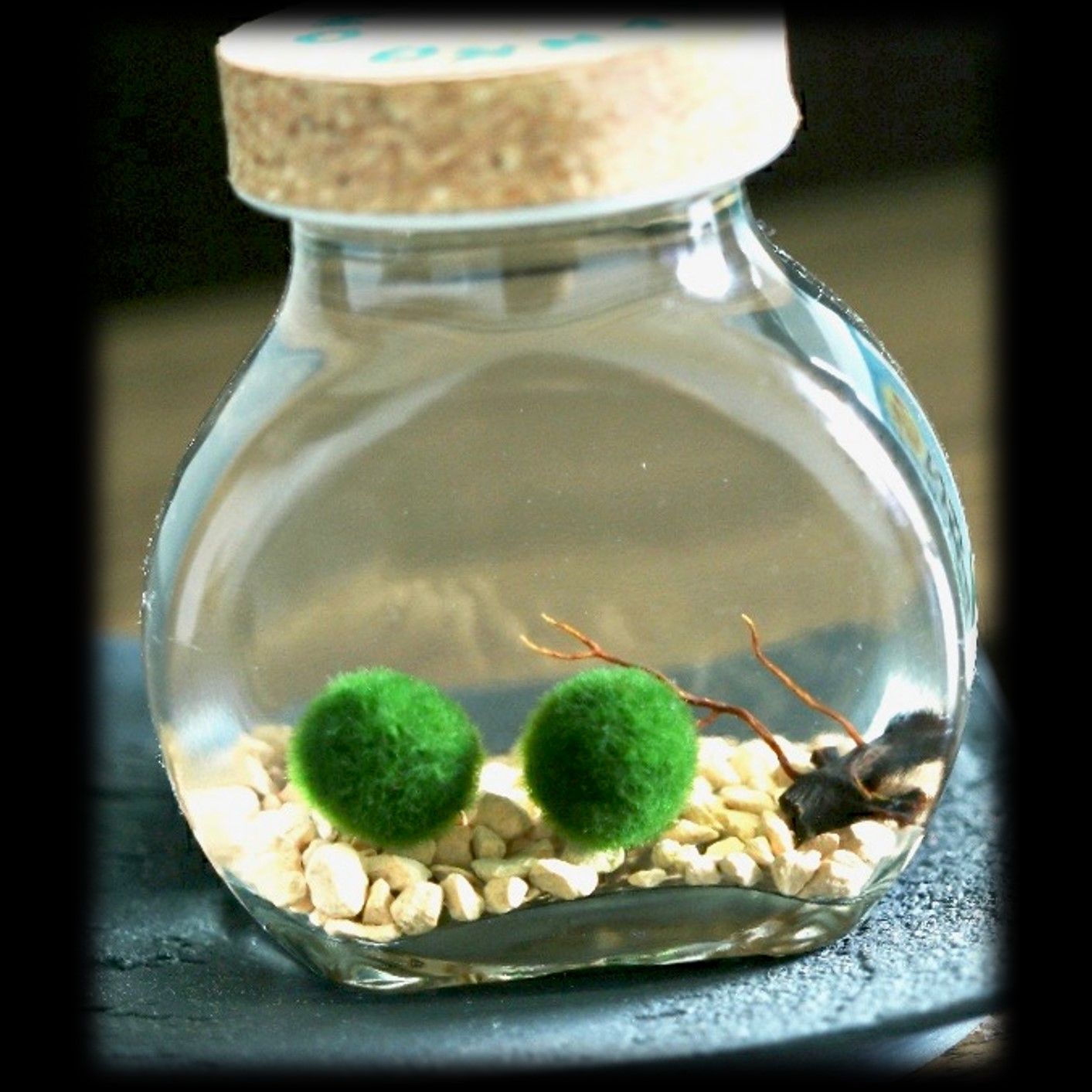 国産まりも1.3cm×3】水草 インテリア 観葉植物 - メルカリ