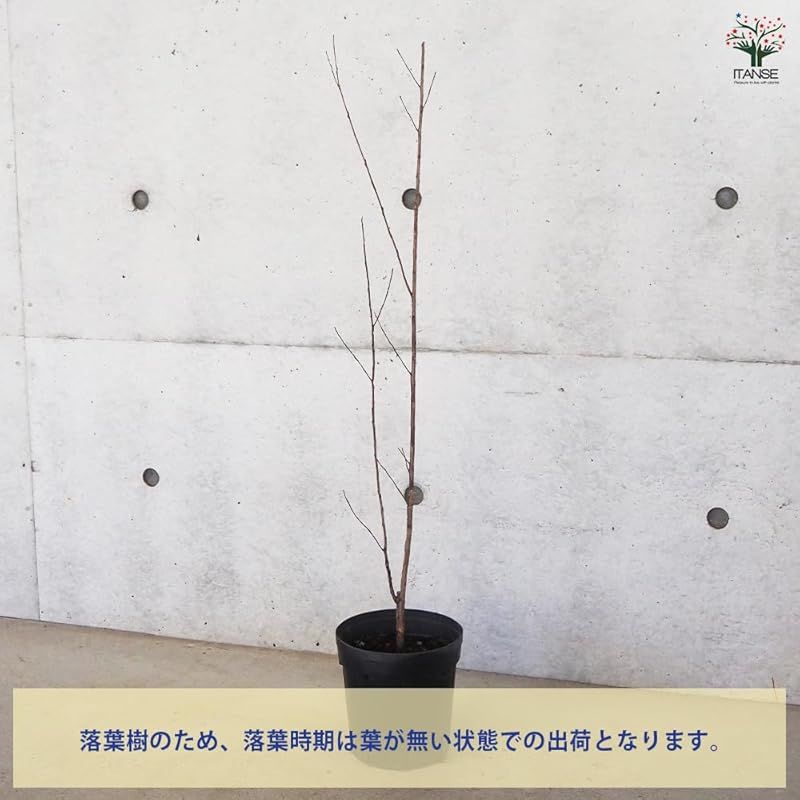 ブラックリーフダイヤモンド