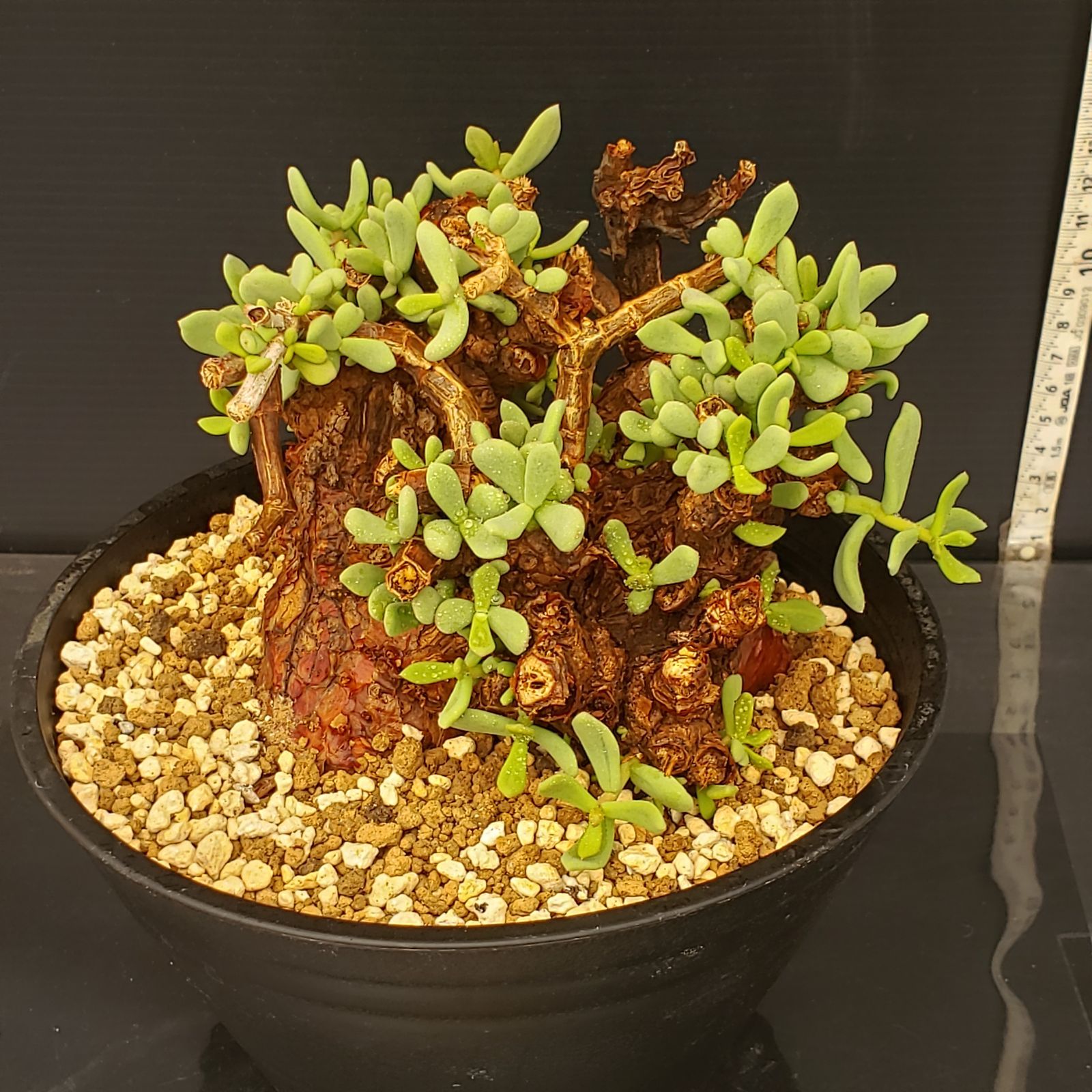 H426 自社養生株 ケラリア ピグマエア L 現地球 発根株 鉢植え 塊根植物