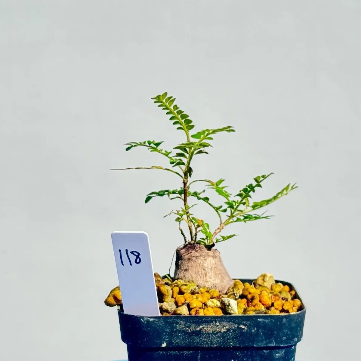 オペルクリカリア パキプス パワータンク118 - メルカリ