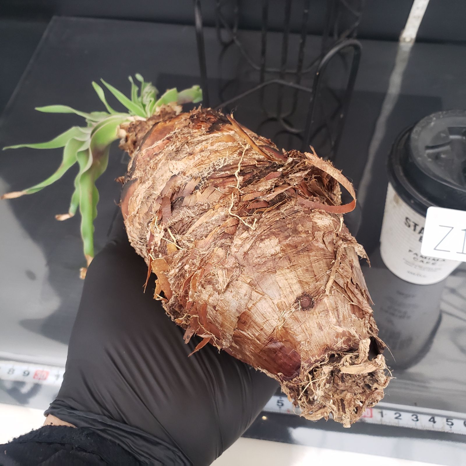 ディスティチャ A0328☆ブーファン コーデックス 多肉植物