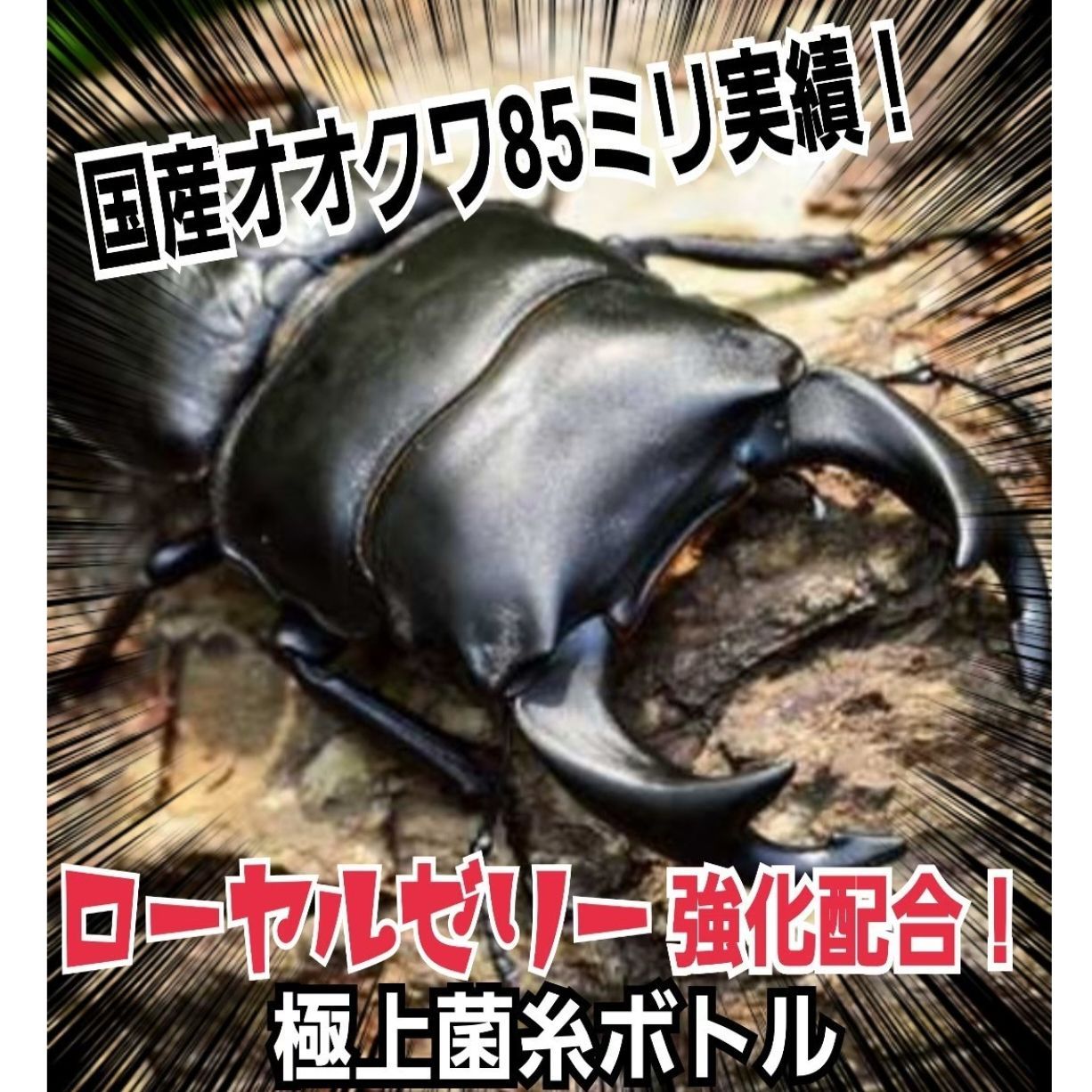 その他極上！黒アワビタケ菌糸瓶【9本】特殊アミノ酸強化配合 ニジイロ