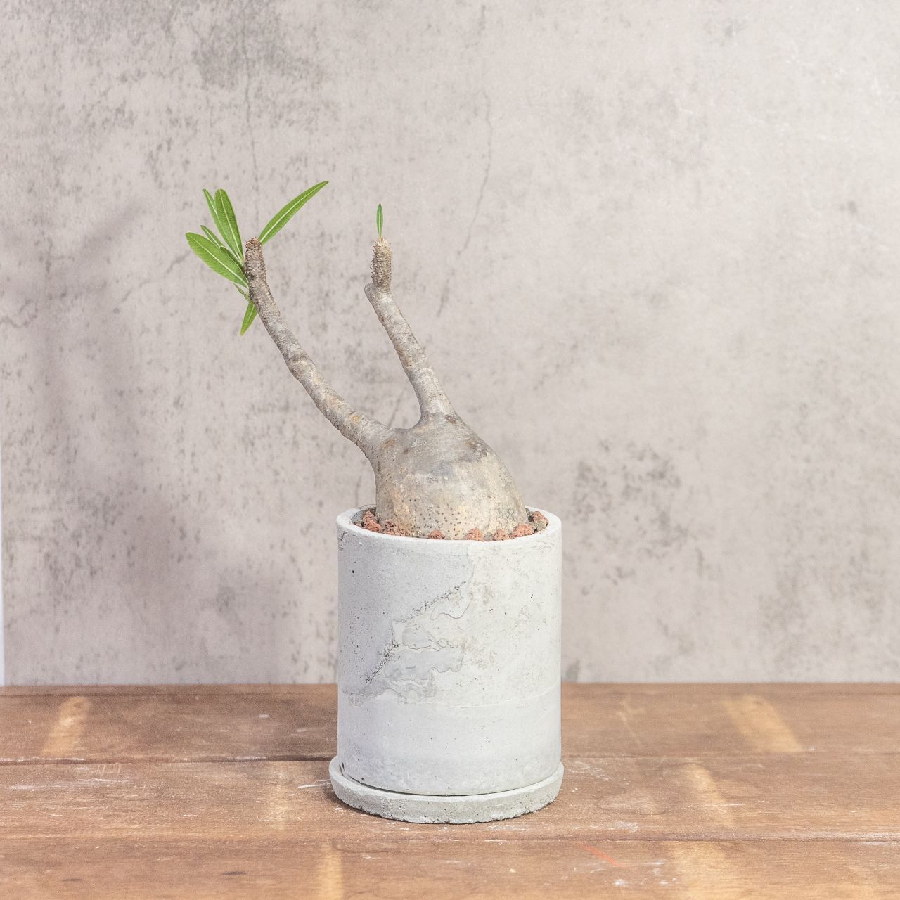 ク*郎様 パキポディウム グラキリス 大株 RAFLUMコレクション