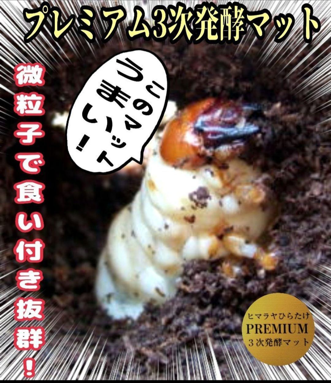 アンタエウス ニジイロクワガタ