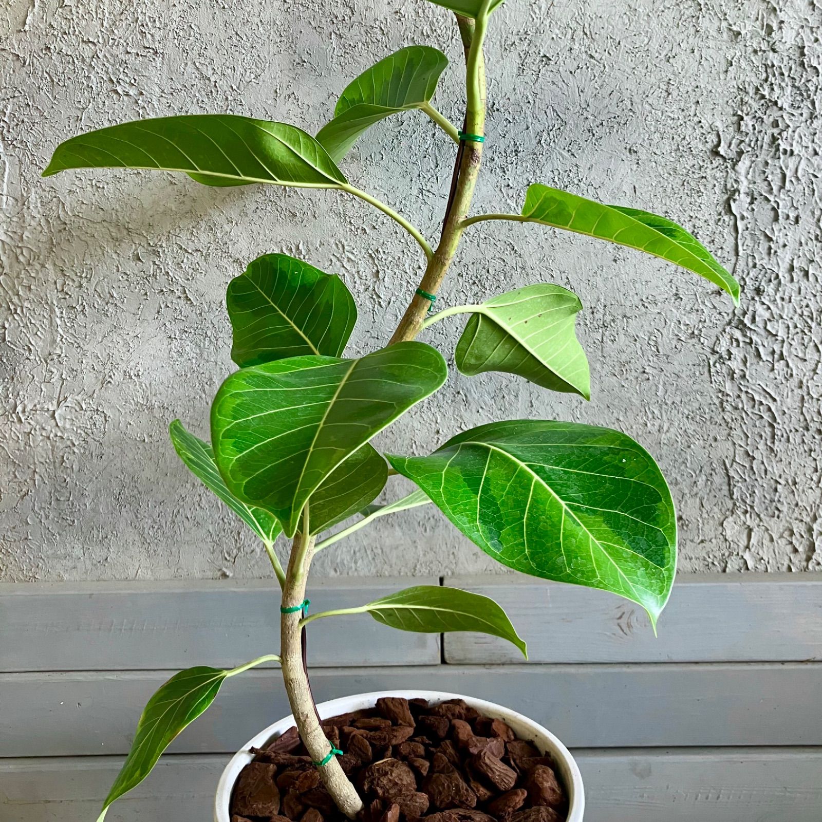 美形 曲がり仕立て フィカス アルテシマ 9号 テラコッタ性鉢植え