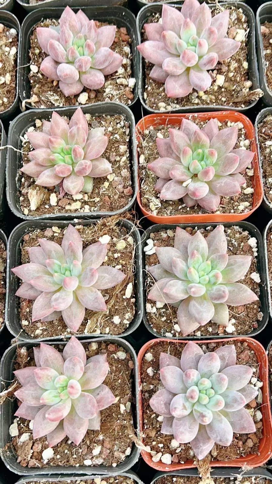 LL2410×70 アカトンボ 抜き苗 多肉植物 アエオニウム エケベリア 韓国苗