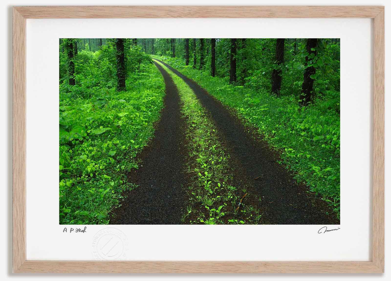 アートフォト 絵画 カラマツの新緑と道 高橋真澄/インテリア 額入り 額装込 風景画 油絵 ポスター アート アートパネル リビング 玄関 プレゼント モダン アートフレーム 飾る Mサイズ おし