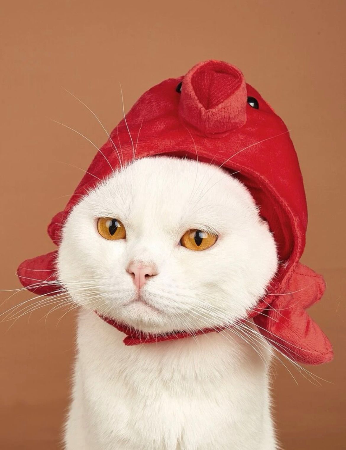 タコ帽子の猫ぬいぐるみ Amazon.co.jp: Hapeisy ぬいぐるみ タコ帽子 超可愛い 動物