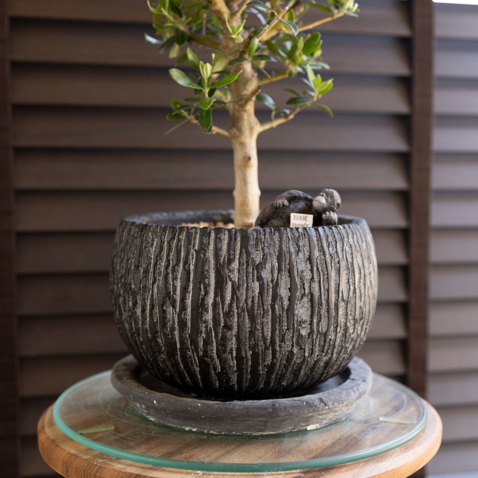 tomo　ユーカリポポラス　オリーブシプレシーノ　陶器鉢付き 観葉植物 おしゃれ ユーカリ グニー ポポラス 2種セット 3号