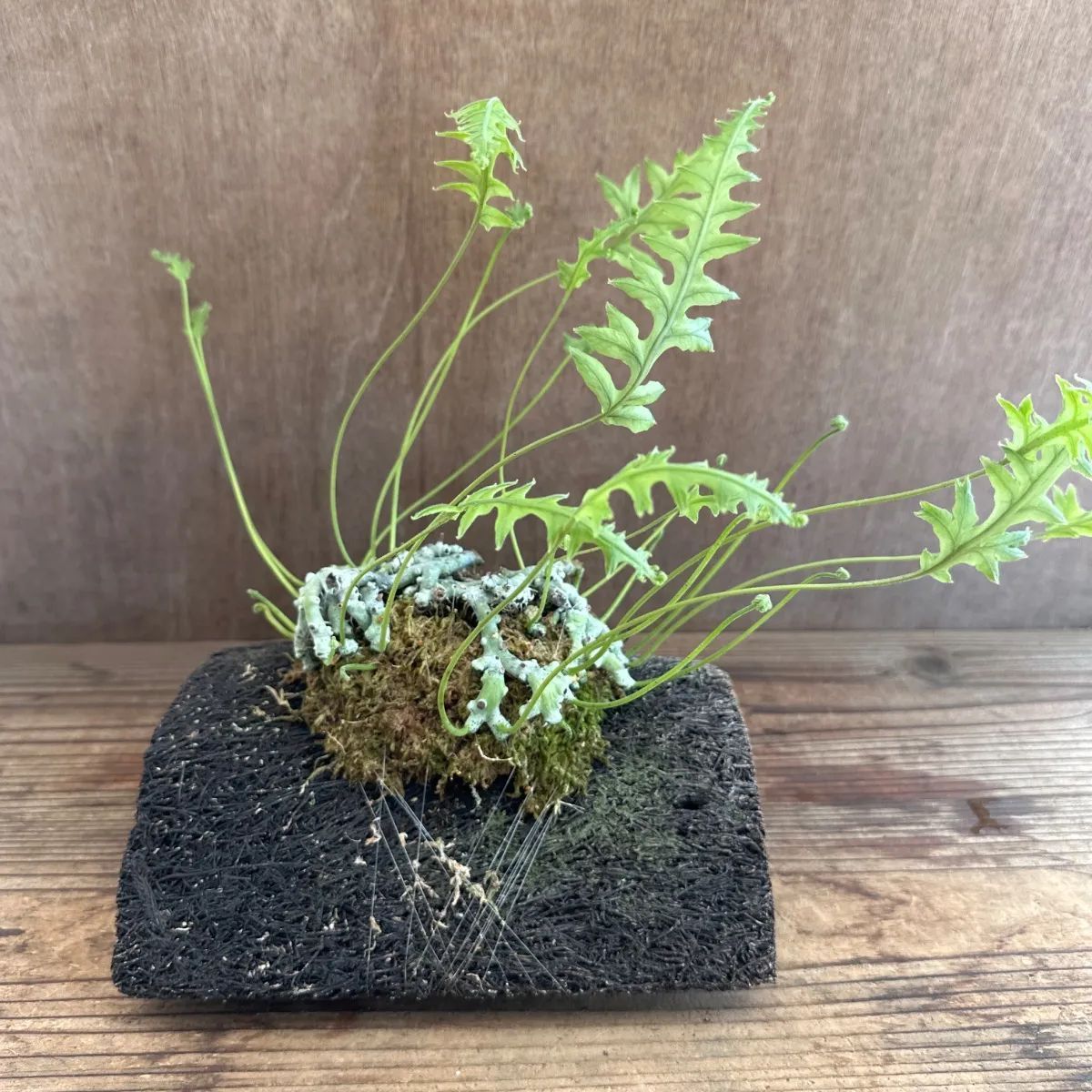 石化 タイワンアオネカズラ ヘゴ Polypodium formosanum 現品 ウラボシ