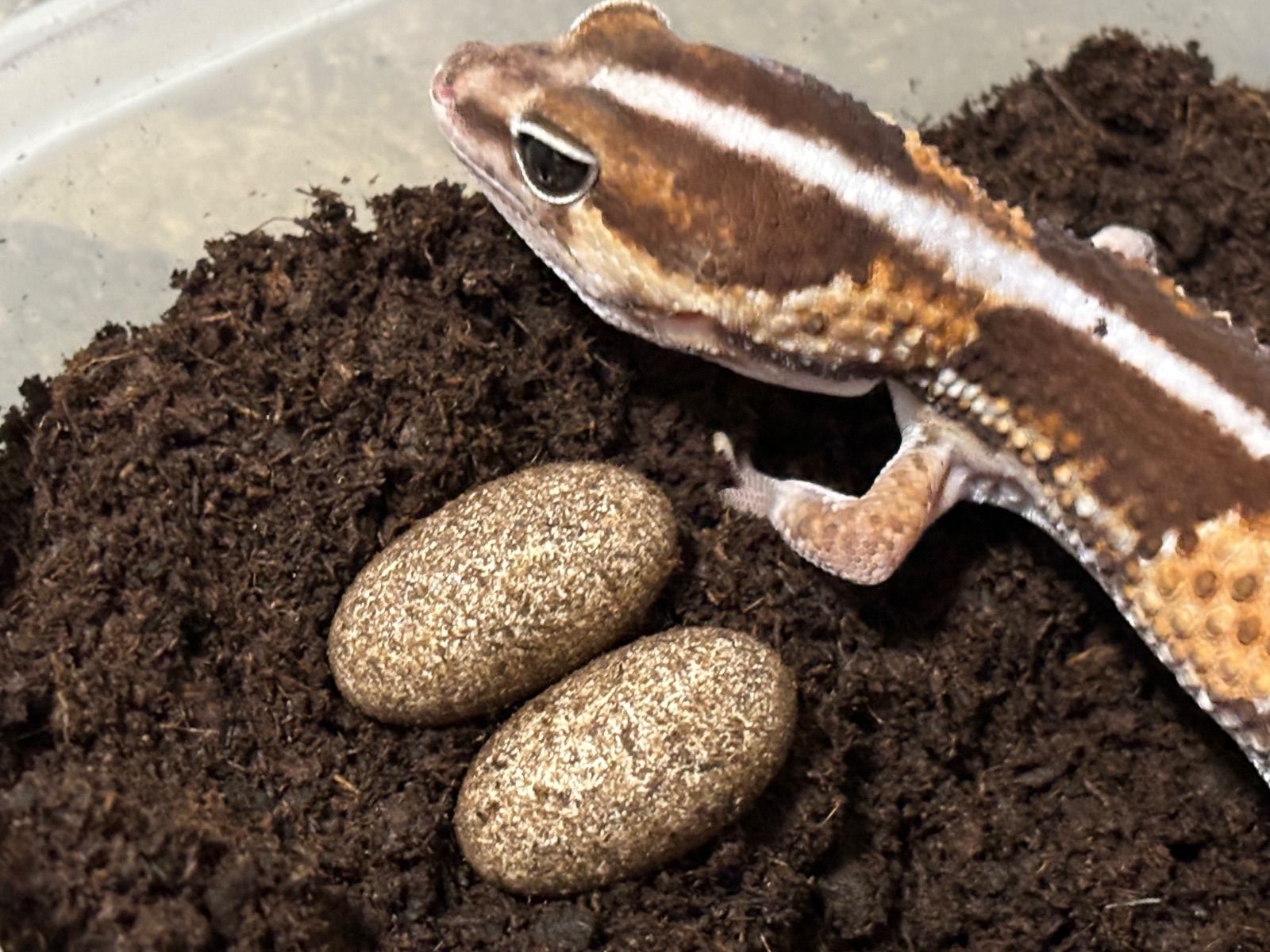 冷凍イエコML約3000匹1kg冷凍コオロギ