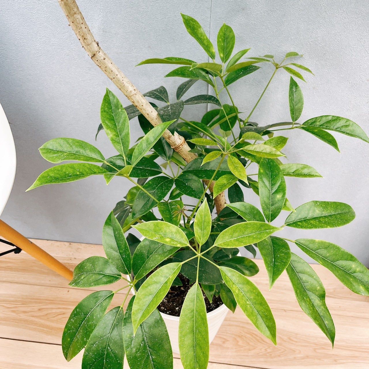 現品］【希少】18T シェフレラ チェンマイ 曲がり 8号 観葉植物 室内