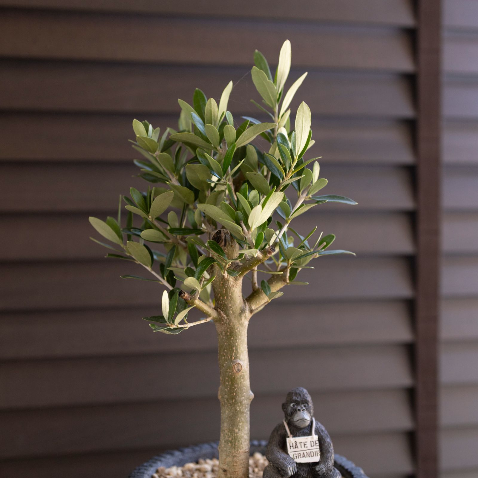 ☆OLIVE☆　オリーブ　シプレッシーノ　幹太仕立て　5号　信楽焼き鉢植え込み ☆OLIVE☆ オリーブ シプレッシーノ 幹太仕立て 5号 信楽焼き
