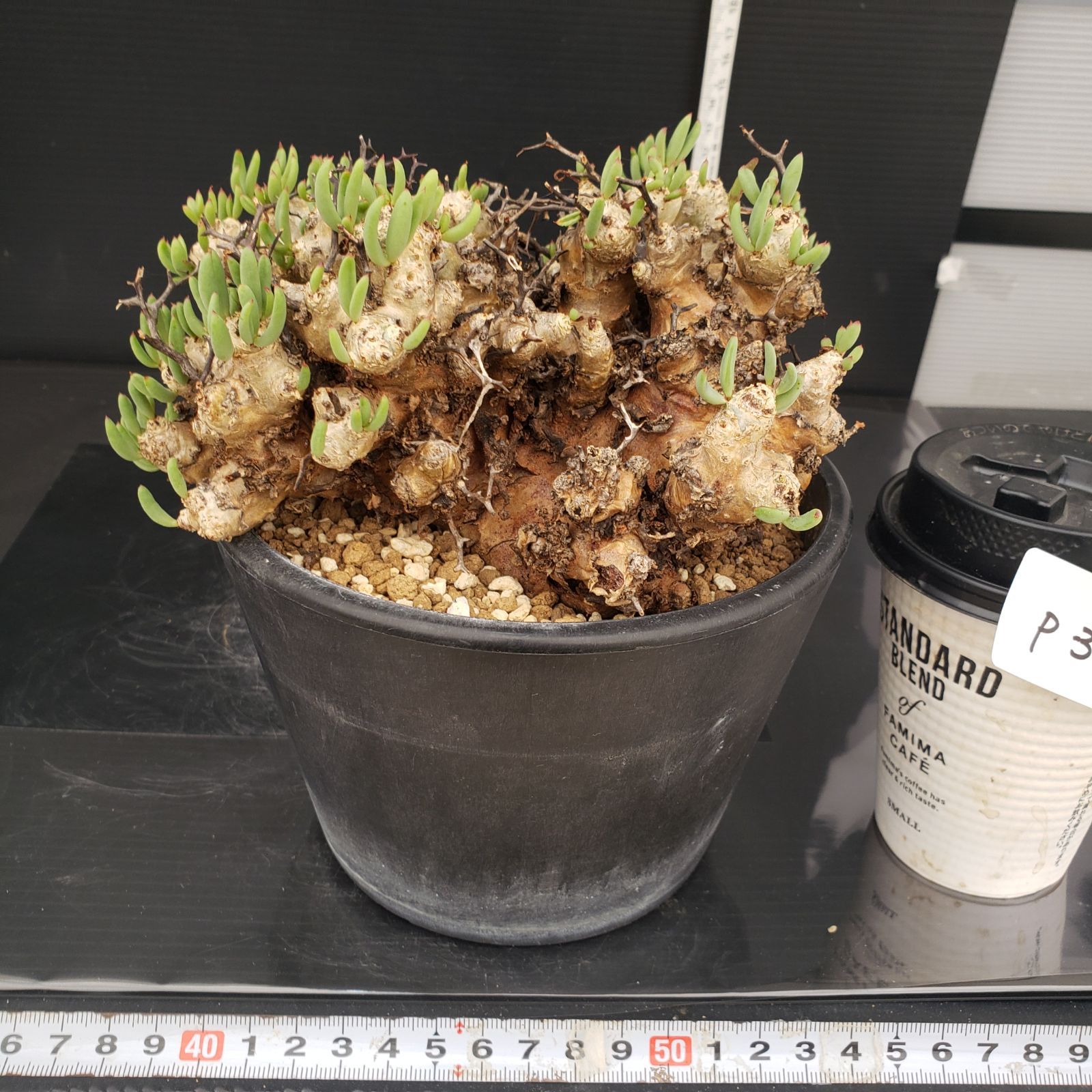 実生塊根！　万物想　チレコドン　多肉植物　塊根植物　レティキュラータス チレコドン・レティキュラータスと僕【万物想発根管理の失敗と