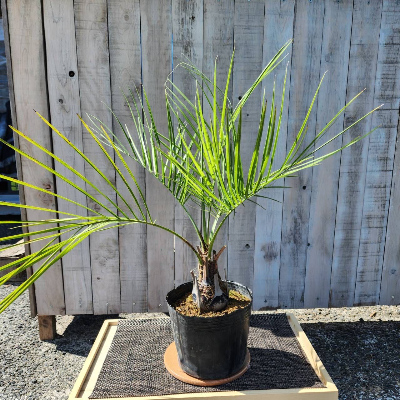 ココスヤシ A3 現物販売 送料無料 観葉植物 南国風 オフィス 鉢のまま