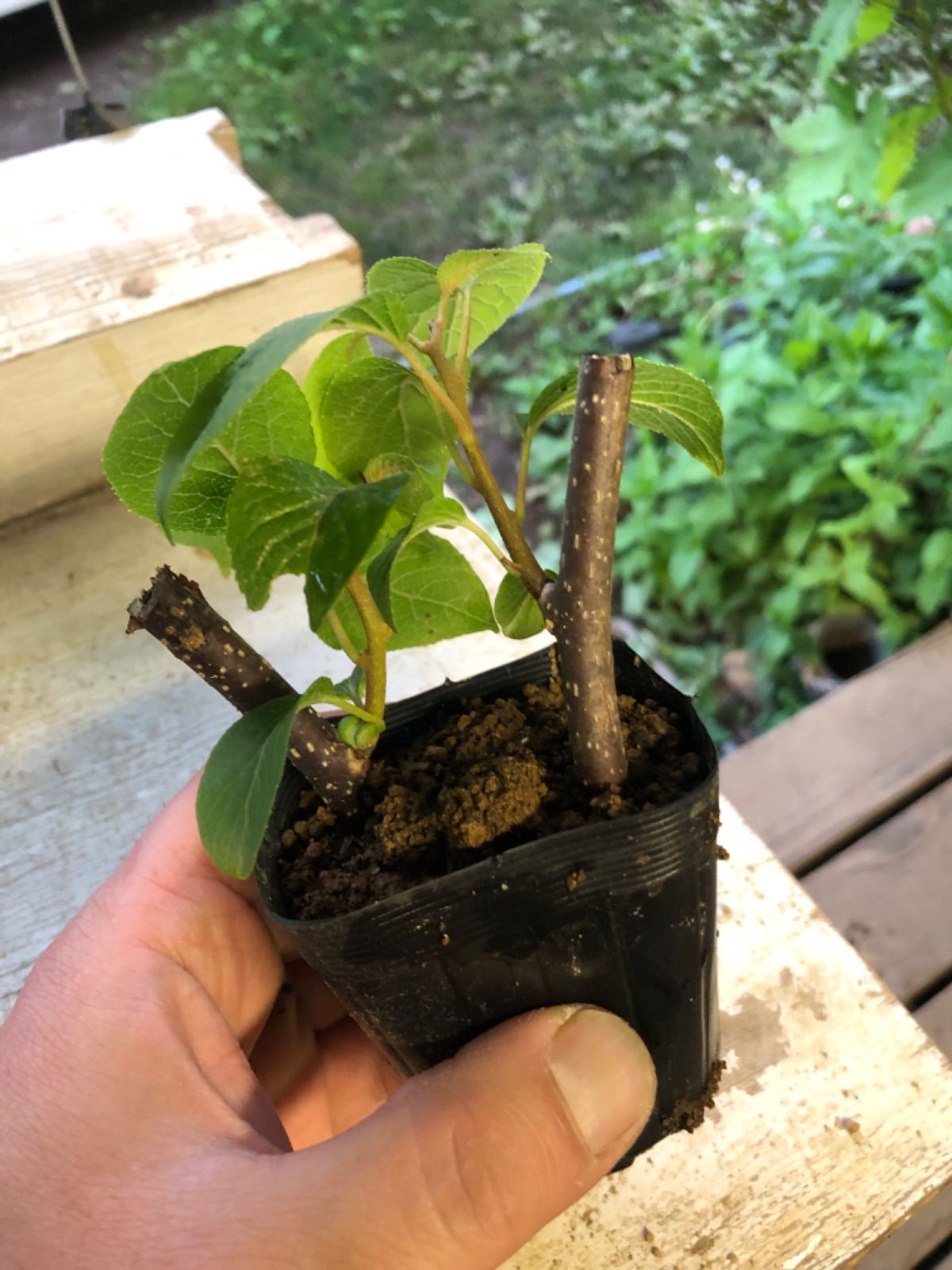 マタタビ　挿し木苗　チビ苗ポットごと　２本入り× 35＋おまけ5セット￼ 紫桜館山の花屋 | オンライン見積もり - 「マタタビ 10.5cm