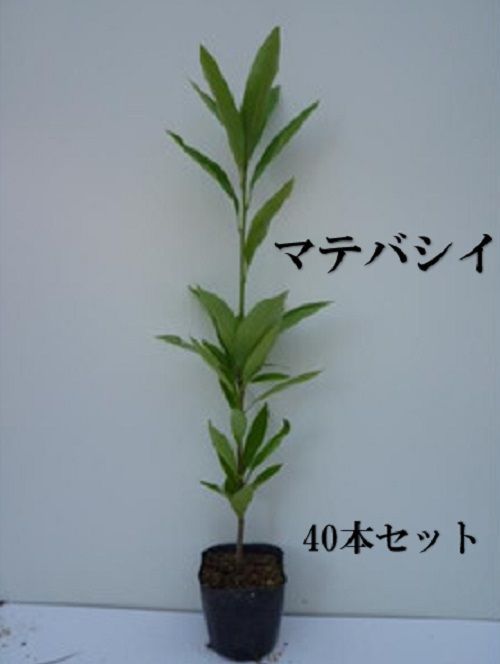 40本セット マテバシイ樹高0.5m前後10.5cmポット