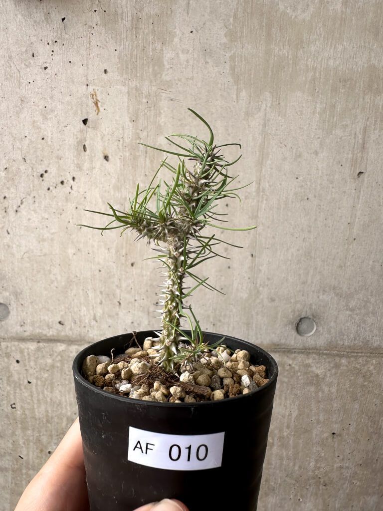 Noritake ノリタケ となりのトトロ プレート 23cm 6枚