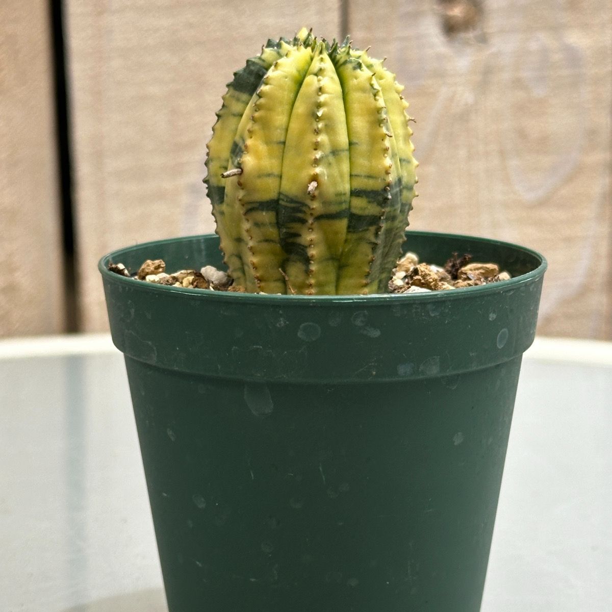 ユーホルビア/ユーフォルビア オベサ梵天錦