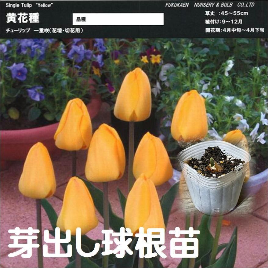 球根・芽出し苗】 一重咲き チューリップ イエロー 1球植え 3号ポット苗 3株販売 - メルカリ