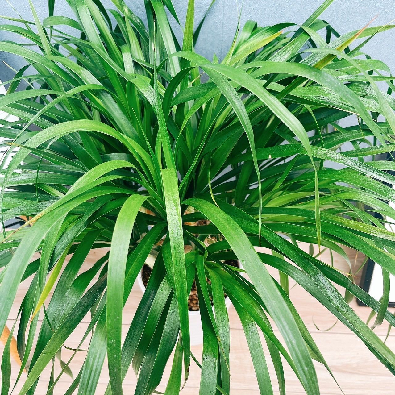 現品］【希少】8番 ドラセナ カンボジアーナ 観葉植物 レア 室内 幸福