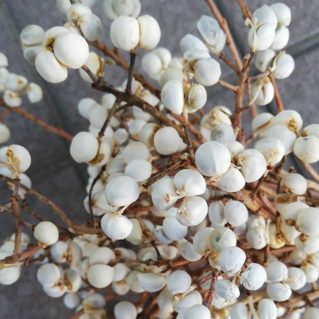 ナンキンハゼ。今年早採り。25本。ナンキンハゼの実。ドライフラワー。スワッグ。 ナンキンハゼ。可愛ぃナンキンハゼ。自家栽培。ドライフラワー