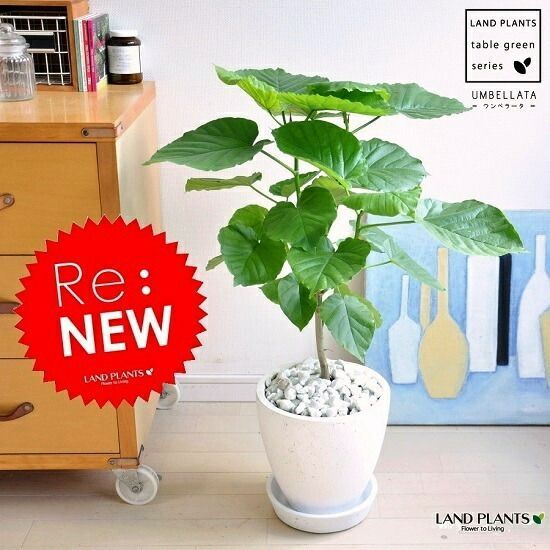 アガベ ワコマヒー 大株 大型 70cm 強鋸歯 かっこいい 観葉 植物