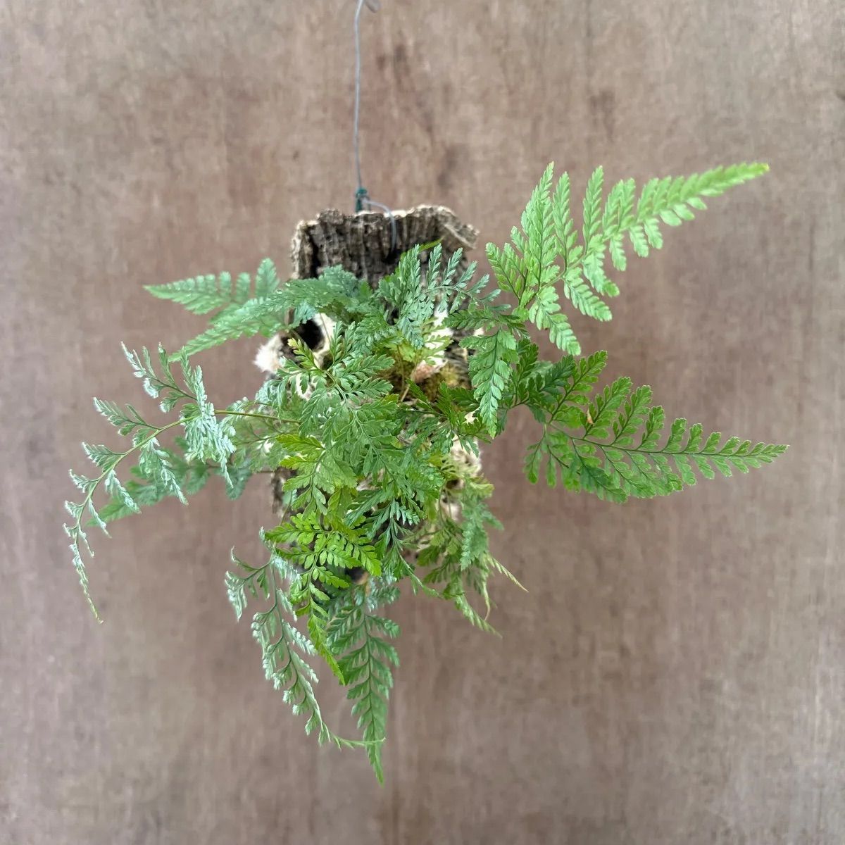 コルク付、観葉植物 トキワシノブ・風蘭その他 トキワシノブ ⑦コルク付け Humata tyermannii Bear's foot fern 羊歯