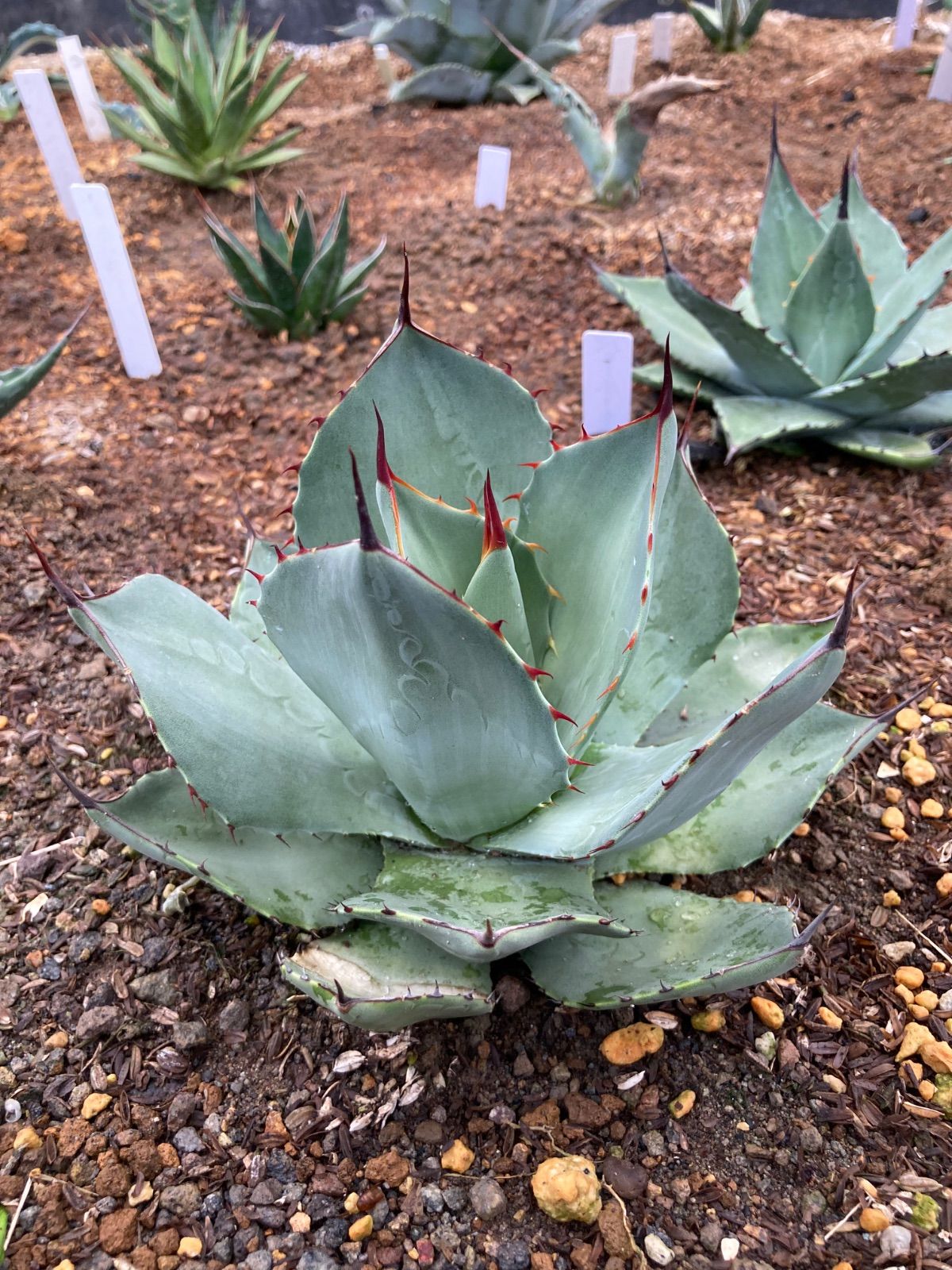 アガベ グリーングロー 検) ブルーグロー パリー アガベ'ブルー