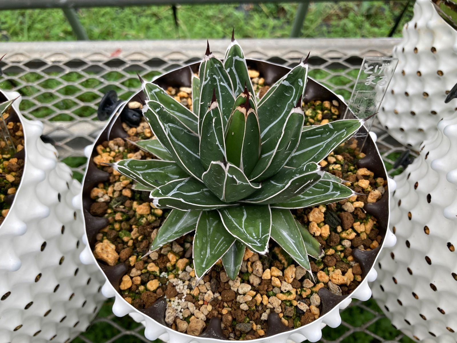 アガベ ニッケルシー 笹吹雪 18センチ❗子株3株つき❗ ① アガベ ニッケル