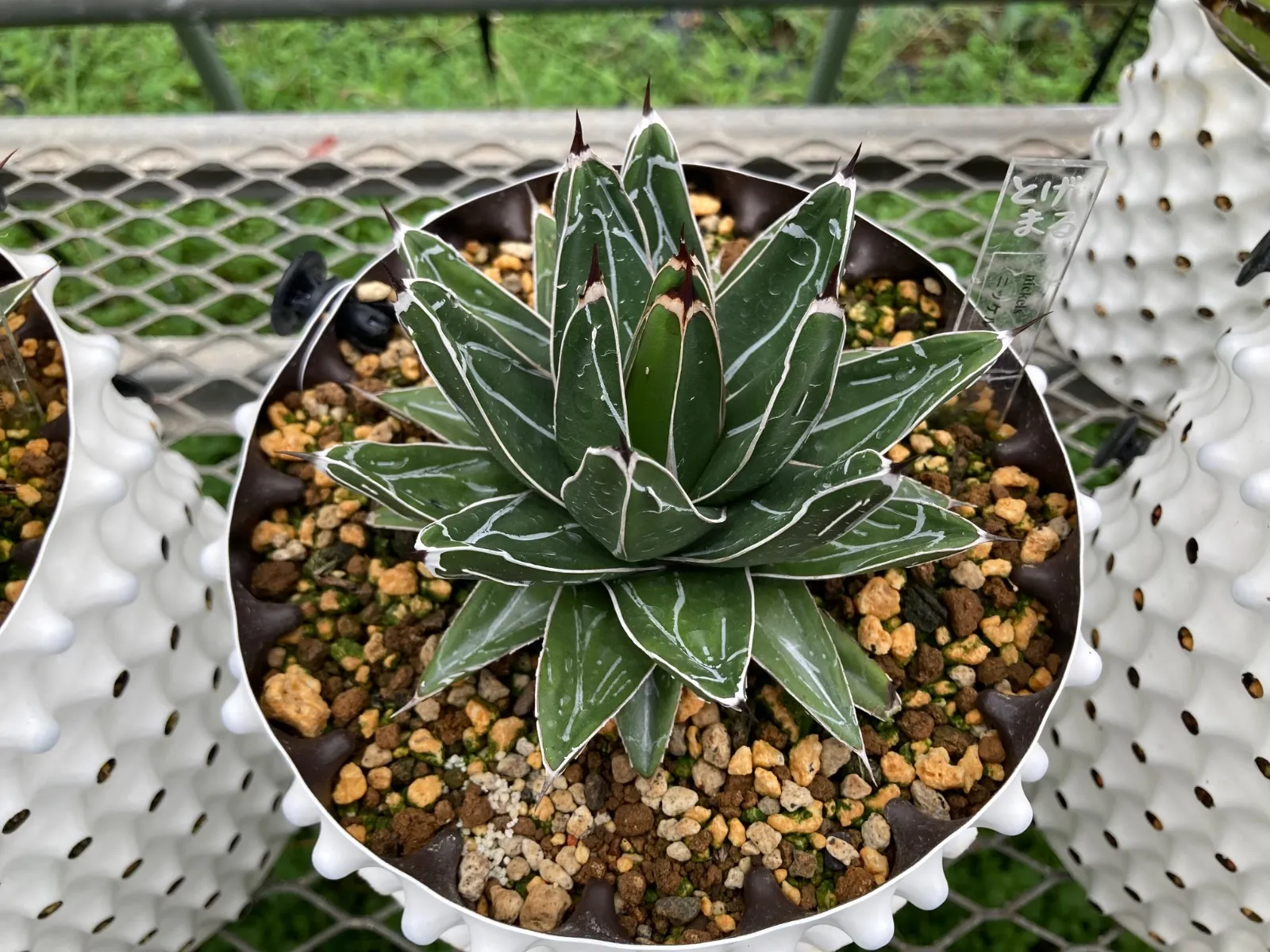 2025年最新】笹の雪 ハイブリッドの人気アイテム - メルカリ