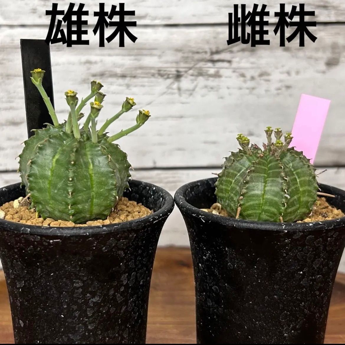 ユーフォルビア バリダ 雄雌ペア サボテン 多肉植物 珍奇植物 B16801