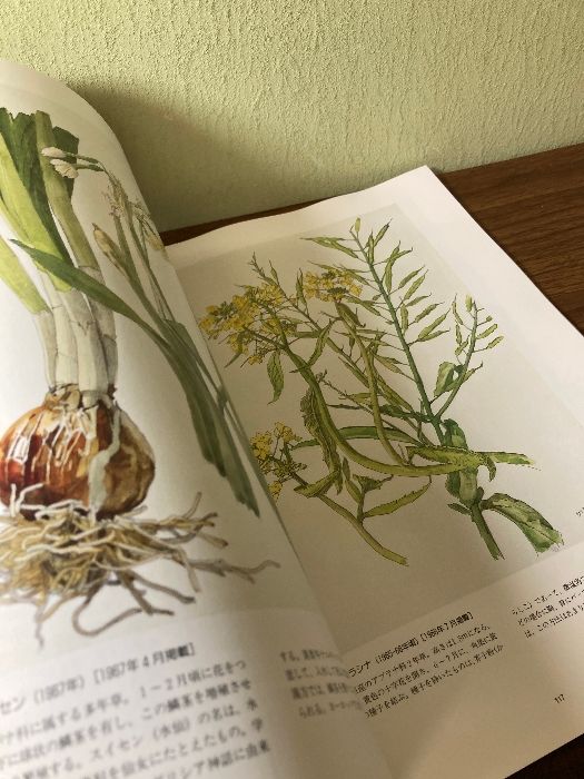 小磯良平の描いた薬用植物画　[図録]　 神戸市立小磯記念美術館 神戸市立小磯記念美術館　編　