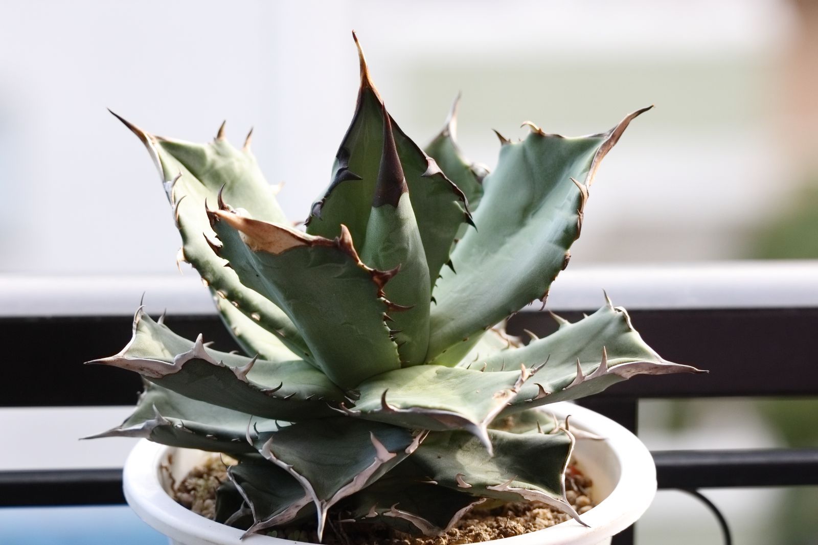 アガベ オテロイ実生 アガベ オテロイ 実生株 Agave oteroi seeding