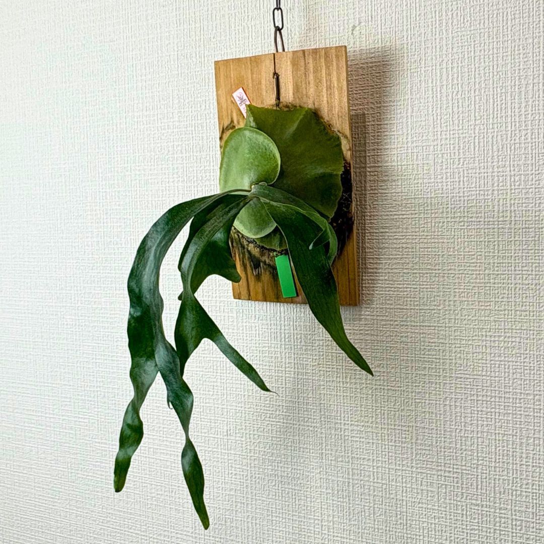 P. Maserati マセラティ◇ビカクシダ（コウモリラン） - メルカリ