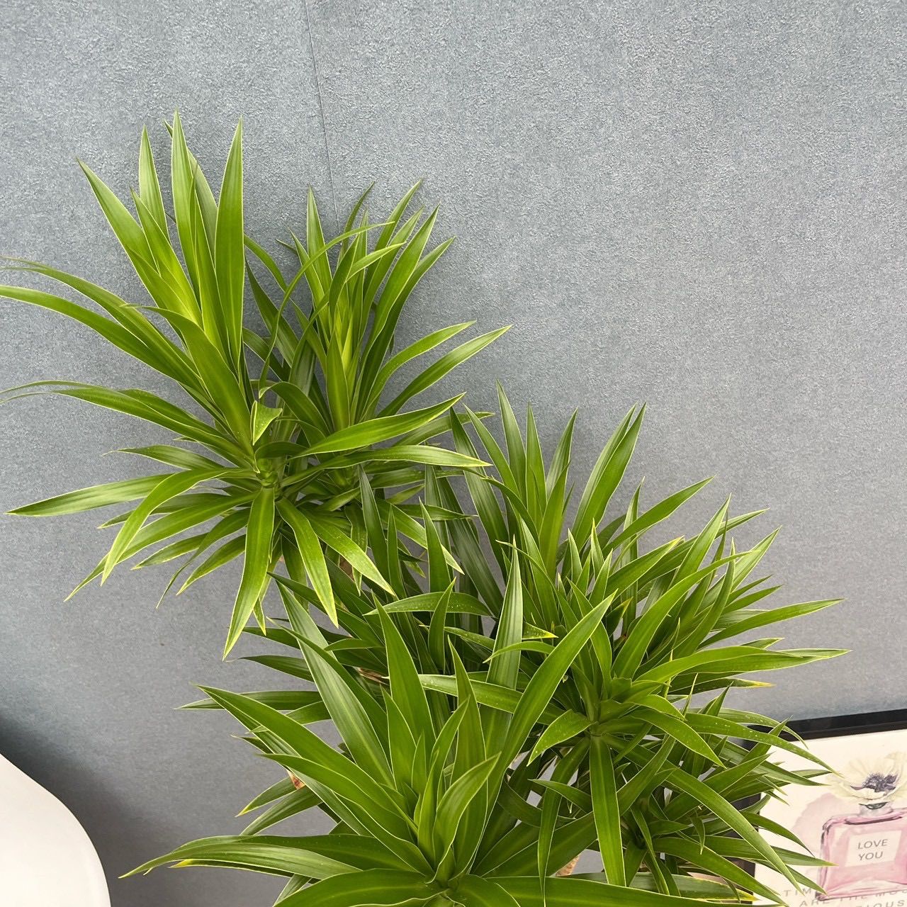 現品］【希少】87番 ドラセナ ナビー 8号 観葉植物 大型 室内