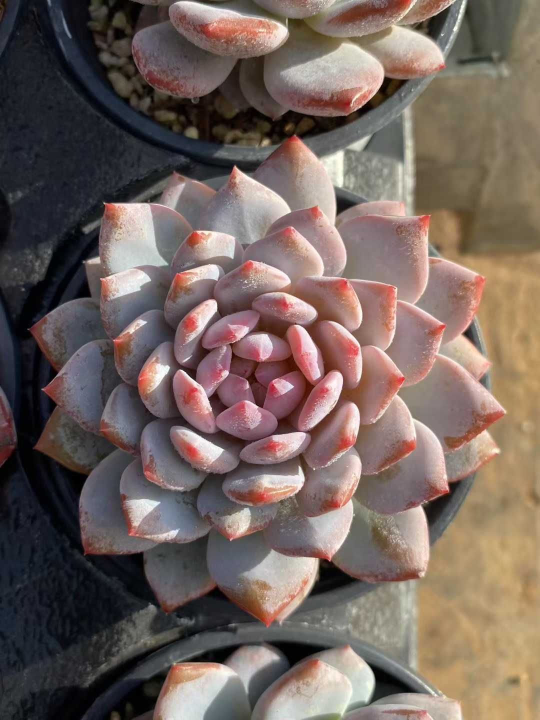 訳あり 韓国多肉植物 韓国苗 エケベリア Echeveria set27 Sky Castel 50個 訳あり 韓国多肉植物 韓国苗 エケベリア 新品種 Echeveria Musie 65個