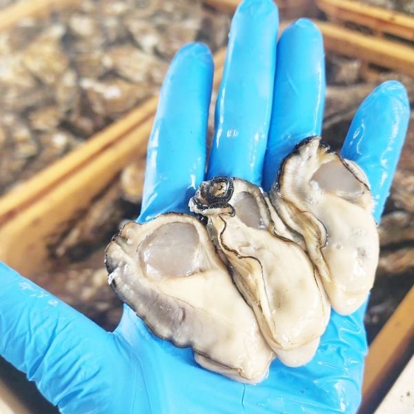【生食用剥き身500ｇ】と【殻付き牡蠣1.5ｋｇ（約13個）】のセット 生食用牡蠣 牡蠣生食用 カキ 牡蛎 BBQ お花見 父の日 母の日  お中元「剥き身1本+生食1.5kg」松島牡蠣屋 かき バーベキュー 海鮮 貝類【80】