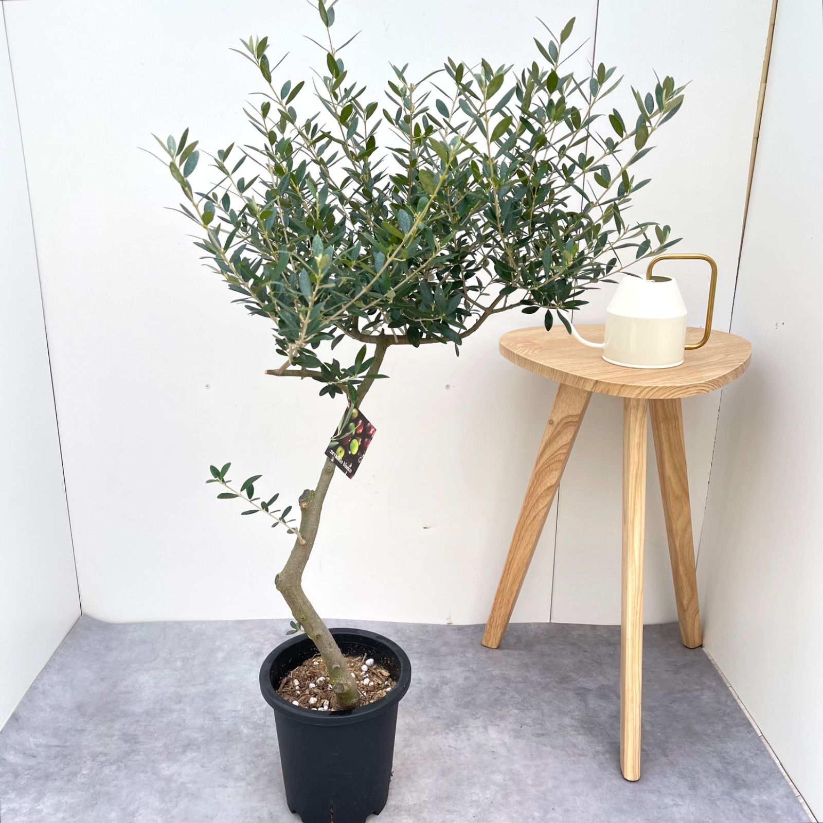 苗木・植木 オリーブ ネバディロブランコ 7【現品】観葉植物 創樹