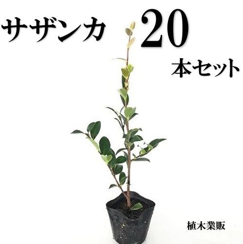 20本セット サザンカ樹高0.3m前後10.5cmポット