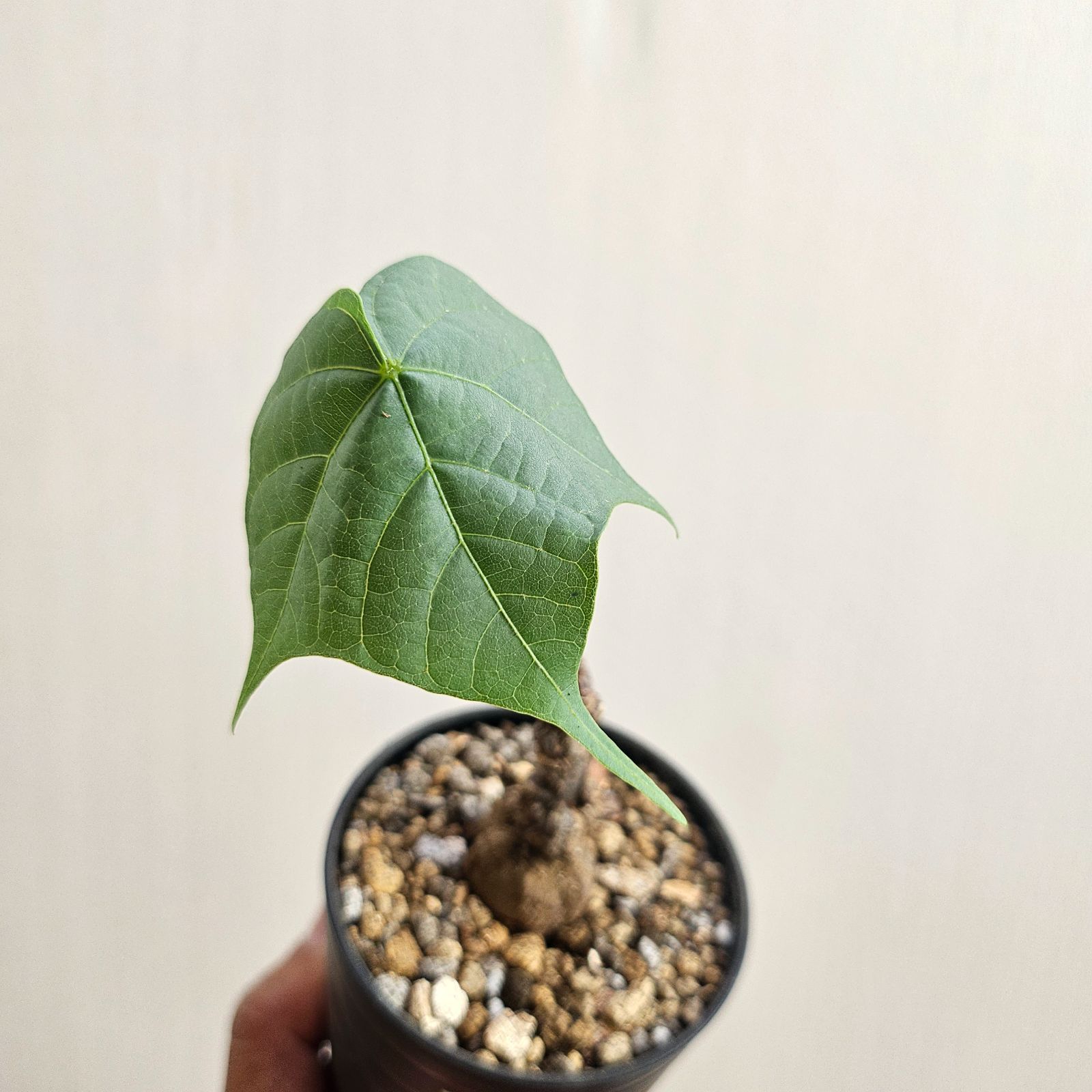 フィルミアナ・フルゲンス Firmiana fulgens 塊根植物コーデックス