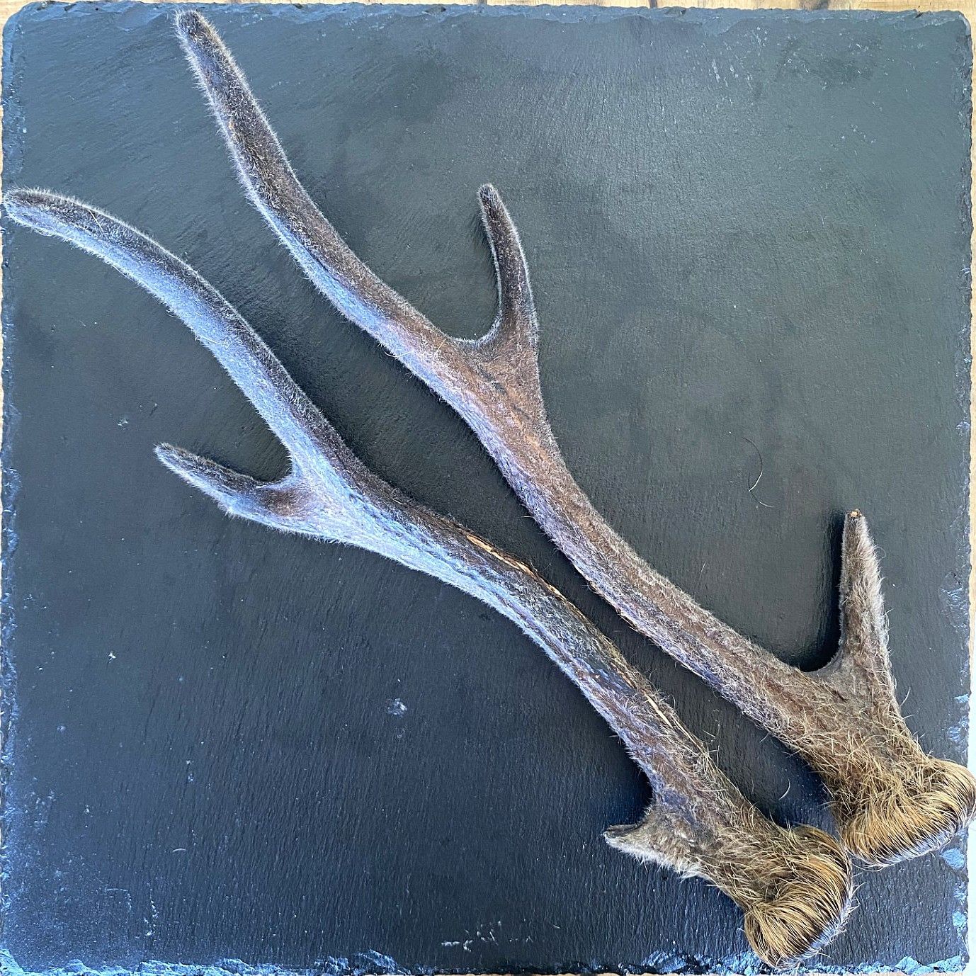 蝦夷鹿袋角　鹿茸 北海道産の天然素材、鹿の袋角（鹿茸）です。春の鹿の生え変わり時期に