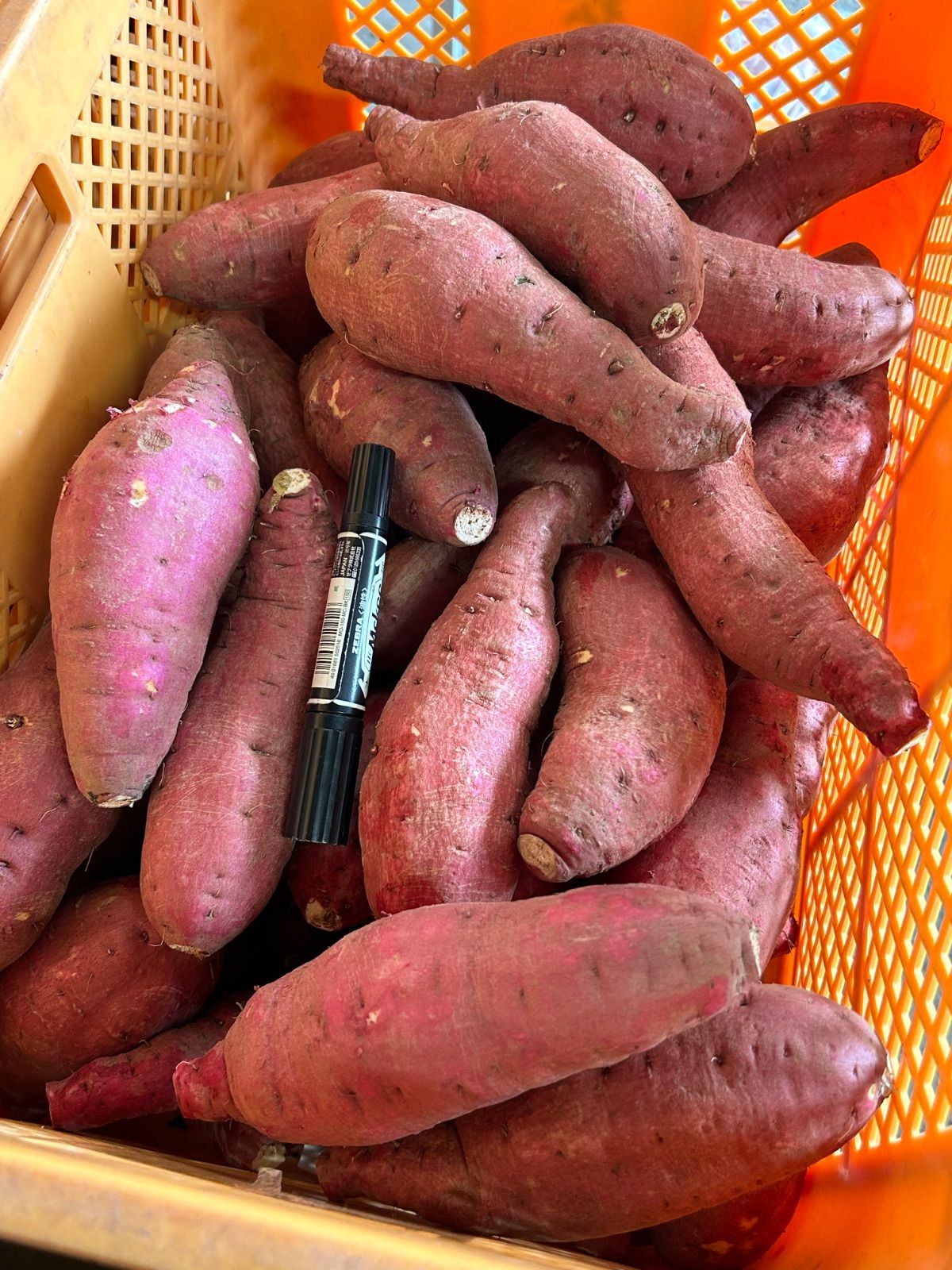 鹿児島県産 新芋シルクスイート 大サイズ 箱込20キロ さつまいも3種(