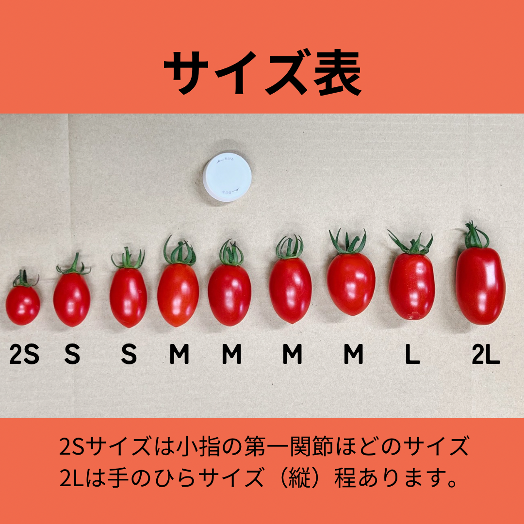 北海道産　ミニトマト　アイコ　秀Lか2L 3㎏