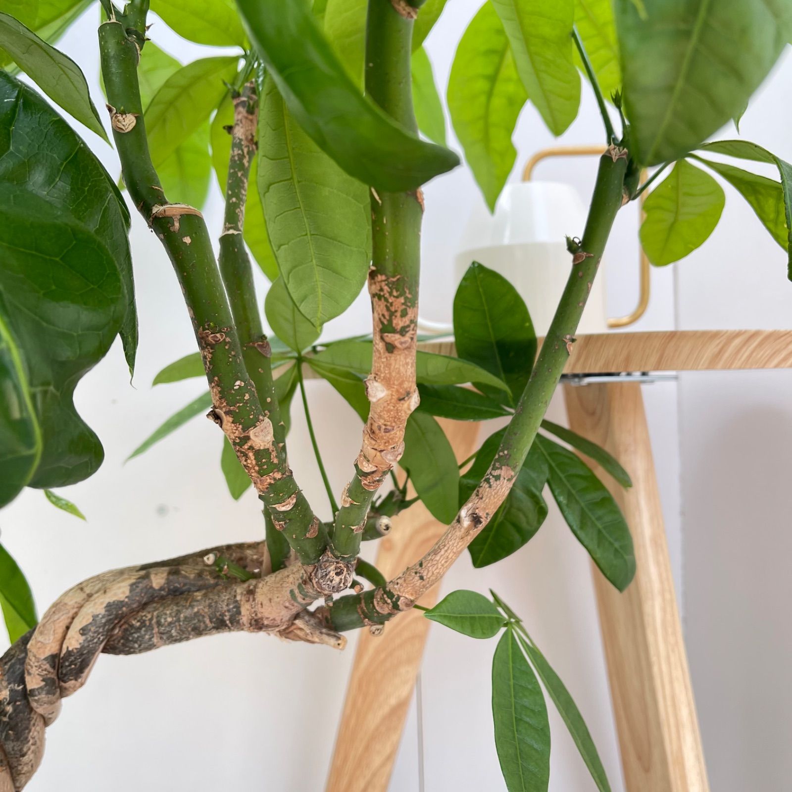 パキラ　ねじり　3【現品】観葉植物　室内　大型 パキラ ねじり 3【現品】観葉植物 室内 大型 - メルカリ