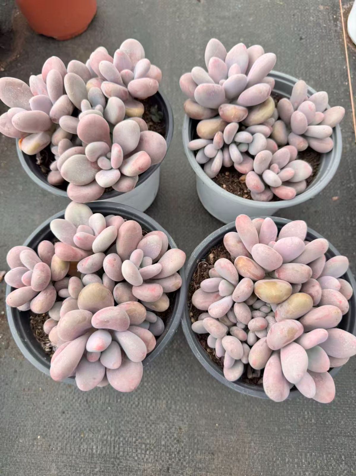 そ*い様 M509　ロビン　105苗　多肉植物 土と根付き エケベリア　韓国苗 105株 E561-15 エケベリア 土と根付き苗 韓国苗 サボテン 多肉植物