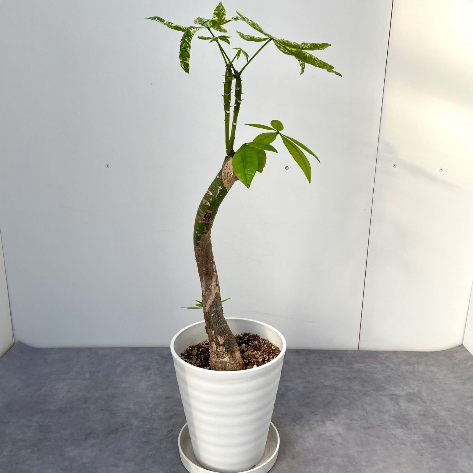 パキラ ミルキーウェイ 接木 9【現品】観葉植物 - メルカリ