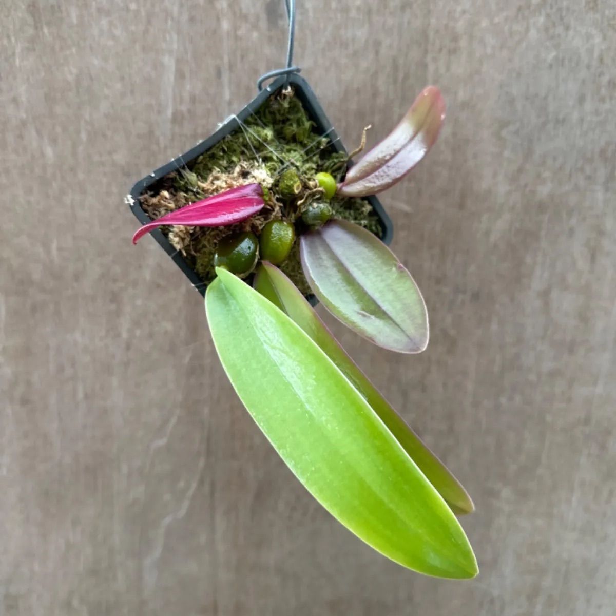 バルボフィラム　ファレノプシス　Bulb.phalenopsis バルボフィラム ファレノプシス