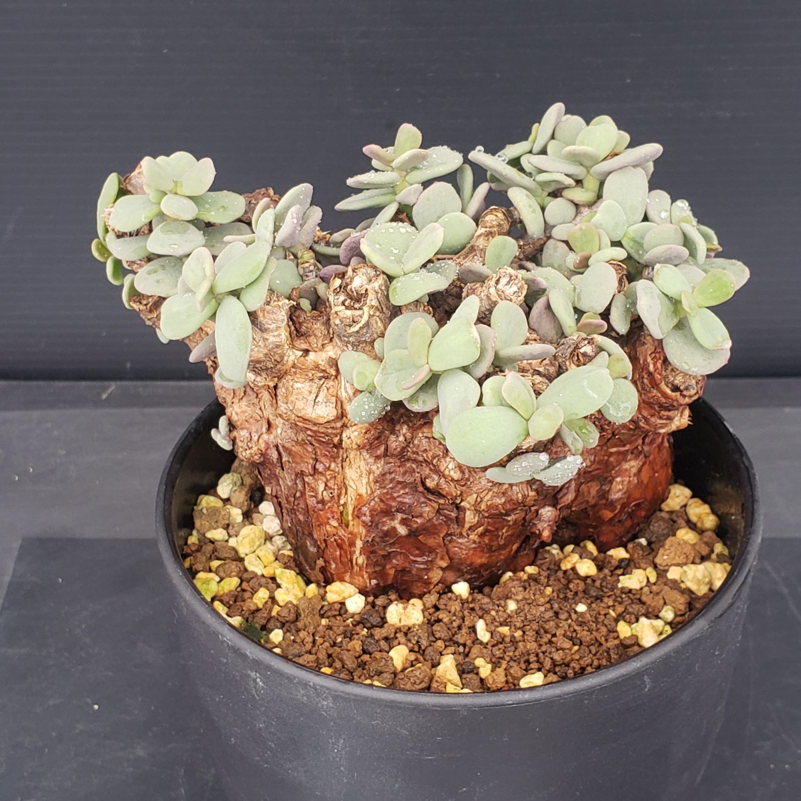 ケラリア　ピグマエア　現地球　発根株　小さ目 ( 鉢付き) 植物×鉢】ケラリア ピグマエア 現地球 <良型> 発根済み × 陶器鉢