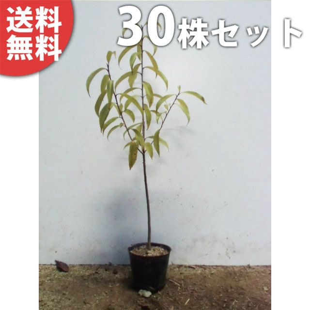 園芸用品 苗/苗木 【30本セット】 ナナミノキ 樹高0.3m前後 10.5cm